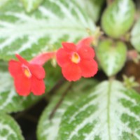 <i>Episcia reptans</i>  Mart.